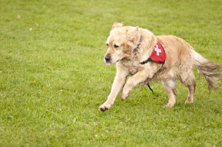 Rescue Dog Squadron in Germanyのeditorial素材