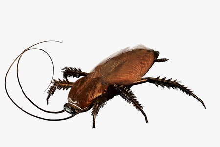 Digital Visualization of a Cockroach