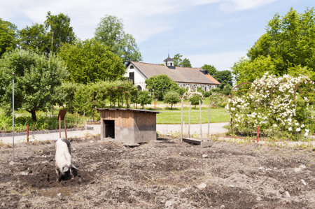 Pig on a Farm in Swedenのeditorial素材