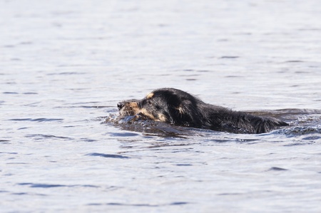 Bathing Dog in southern Sweden