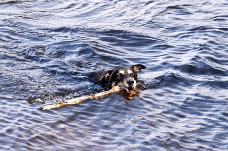 Bathing Dog in southern Swedenの写真素材