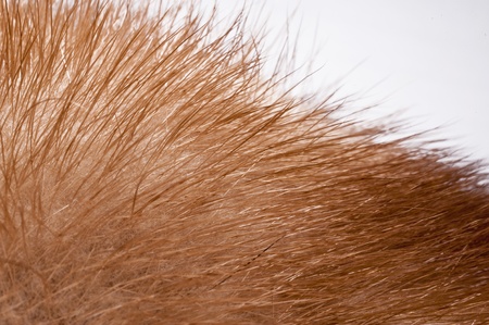 Close up of brown furの写真素材