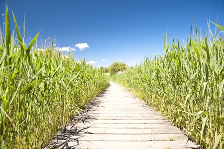 Wooden Path in natural Landscapeの写真素材