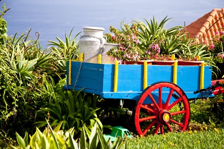 Garden on Madeira in Portugalの写真素材