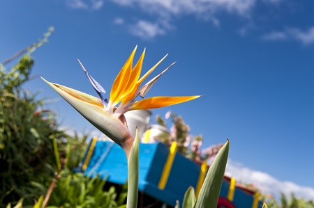 scene in portugal / island of madeiraの写真素材