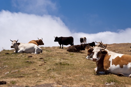 scene in portugal / island of madeiraの写真素材
