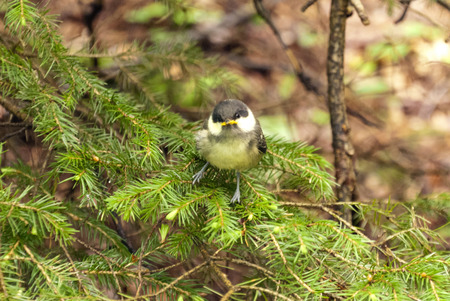 Songbird in a german Forestの写真素材