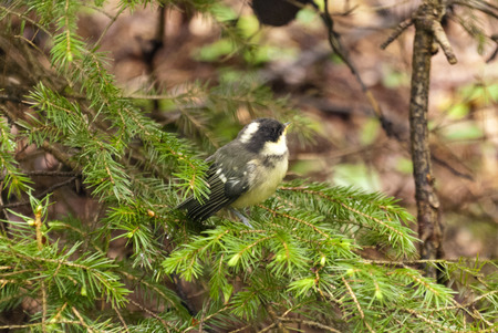 Songbird in a german Forestの写真素材