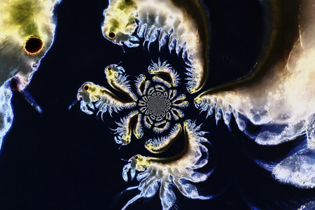 Micro photo of Artemia Salinaの写真素材