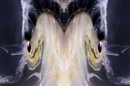 Micro Photo of Artemia Salinaの写真素材