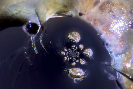 Microscope Photography of a Daphnia