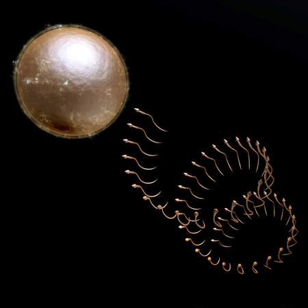 Digital visualization of reproductionの写真素材