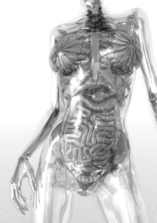 Digital Visualization of Human Anatomyの写真素材