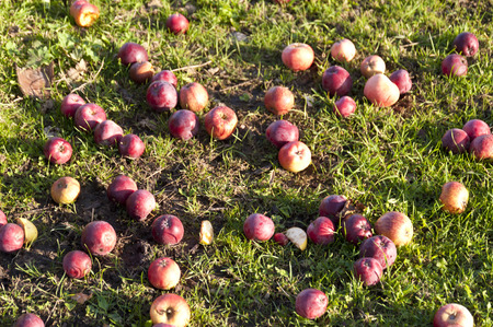 Apples lying on the grass in Autumn