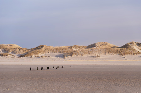Dunes on the North Frisian Island Amrum in Germanyの写真素材