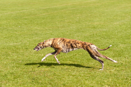 Dog Raceの写真素材