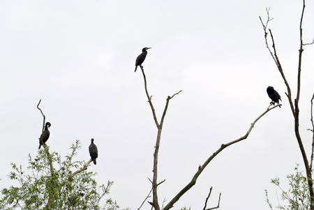 Cormorants on the Rhine