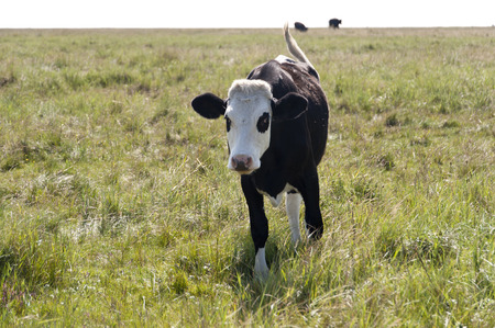 Cows in St. Peter-Ording, Germanyの写真素材
