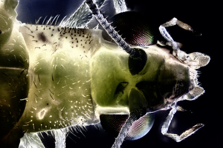 Micro Photo of a Lacewingの写真素材