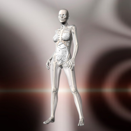 Digital 3D Rendering of the female human Anatomyの写真素材