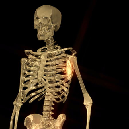 Digital 3D Rendering of a human Skeletonの写真素材