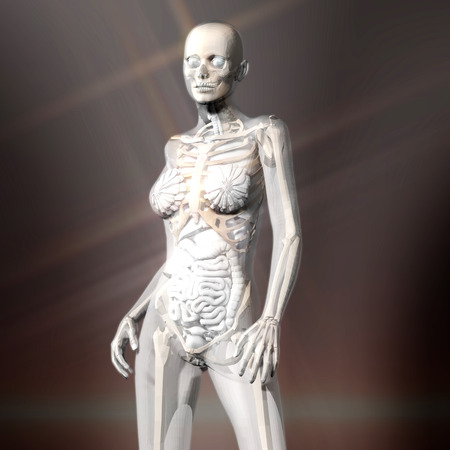 Digital 3D Rendering of the female human Anatomyの写真素材