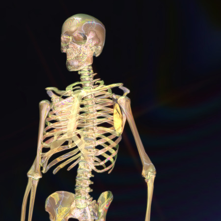Digital 3D Rendering of a human Skeletonの写真素材