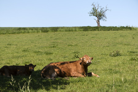 Cattles on a Meadow in Germanyの写真素材