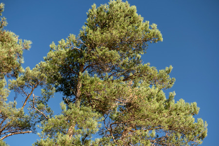 Crown of a Pine Treeの写真素材