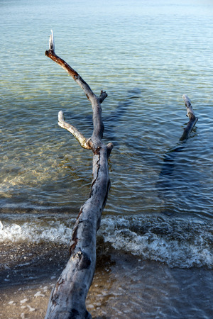 Baltic Sea Coast on Darss in Germanyの写真素材