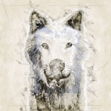 Digital artistic Sketch, based on a self-created 3D Illustration of a Wolf, Model-Release or...