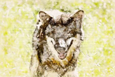 Digital artistic Sketch of a Wolf, based on own Photography, Property Release not required.