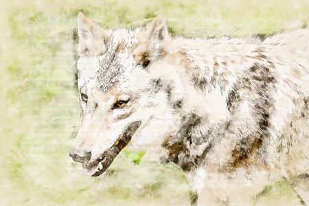 Digital artistic Sketch of a Wolf, based on own Photography, Property Release not required.