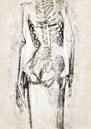 Digital artistic Sketch of the human Anatomy, based on own 3D Rendering, Property Release not required.の写真素材
