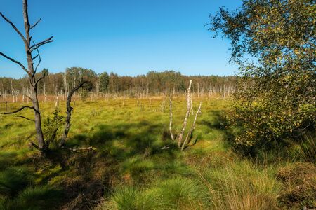 Landscape in the Dosenmoor in Schleswig-Holstein, Germany