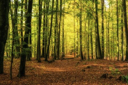 Kaltenhofer Moor in Schleswig-Holstein in Germany