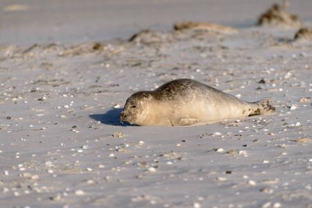 Seal on the Beach of Amrum in Germanyの写真素材