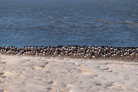 Birds on North Frisian island beach of Amrum in Germanyの写真素材