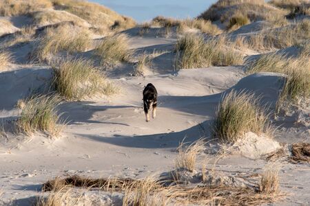 Dog on a North Sea Beachの写真素材