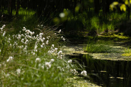 Nature in the Kaltenhofer Moor in Schleswig-Holstein in Germany
