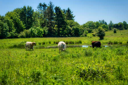 Galloway cattles at the Kaltenhofer Moor in Schleswig-Holstein in Germanyの写真素材