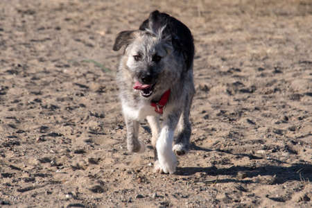 Young Romanian crossbreed dog - Ciobanesc Romanesc Carpatin crossbreedの写真素材