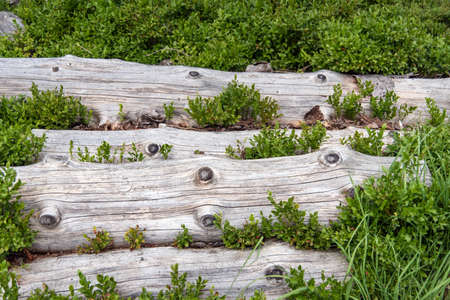 Weathered tree trunks with blueberry bushesの写真素材