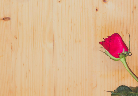 Red rose with message card.Image of Valentines dayの写真素材