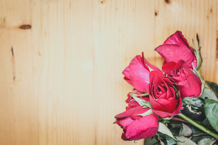 Red rose with message card.Image of Valentines dayの写真素材
