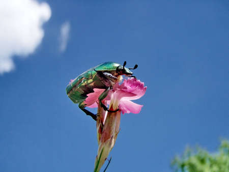 Green mother-of-pearl bugの写真素材