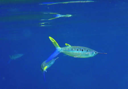 Fish Pinocchio with reflection の写真素材