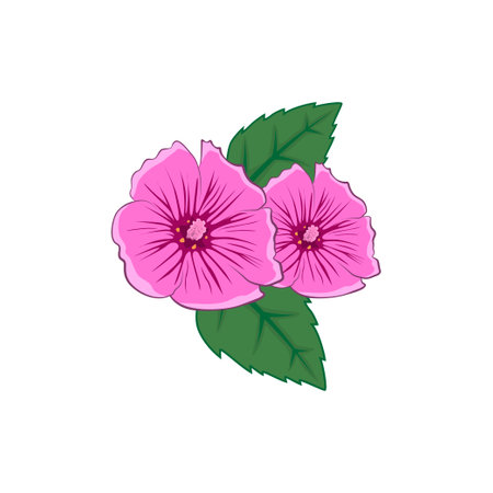 Colour illustration malva flower, malva with leaves. Malva illustration for you design.のイラスト素材