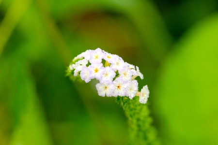 Little Flowerの写真素材