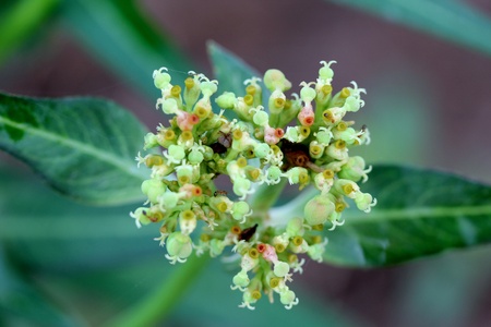 Little Flower-02の写真素材